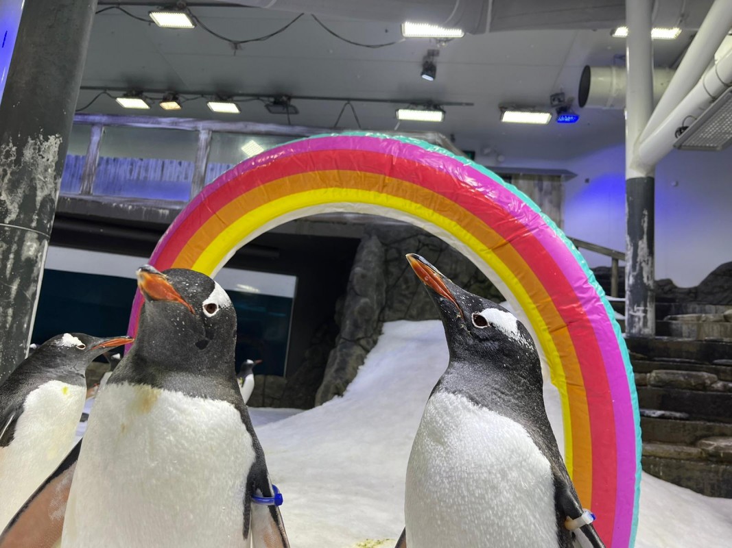 Australie : Un homme politique accuse un aquarium de créer de faux pingouins gays afin d'endoctriner les enfants