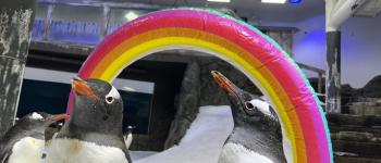 Australie : Un homme politique accuse un aquarium de créer de faux pingouins gays afin d'endoctriner les enfants