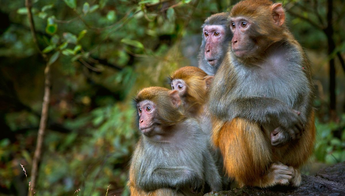 La sexualité fluide chez les macaques : une clé de la reproduction réussie