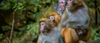 La sexualité fluide chez les macaques : une clé de la reproduction réussie