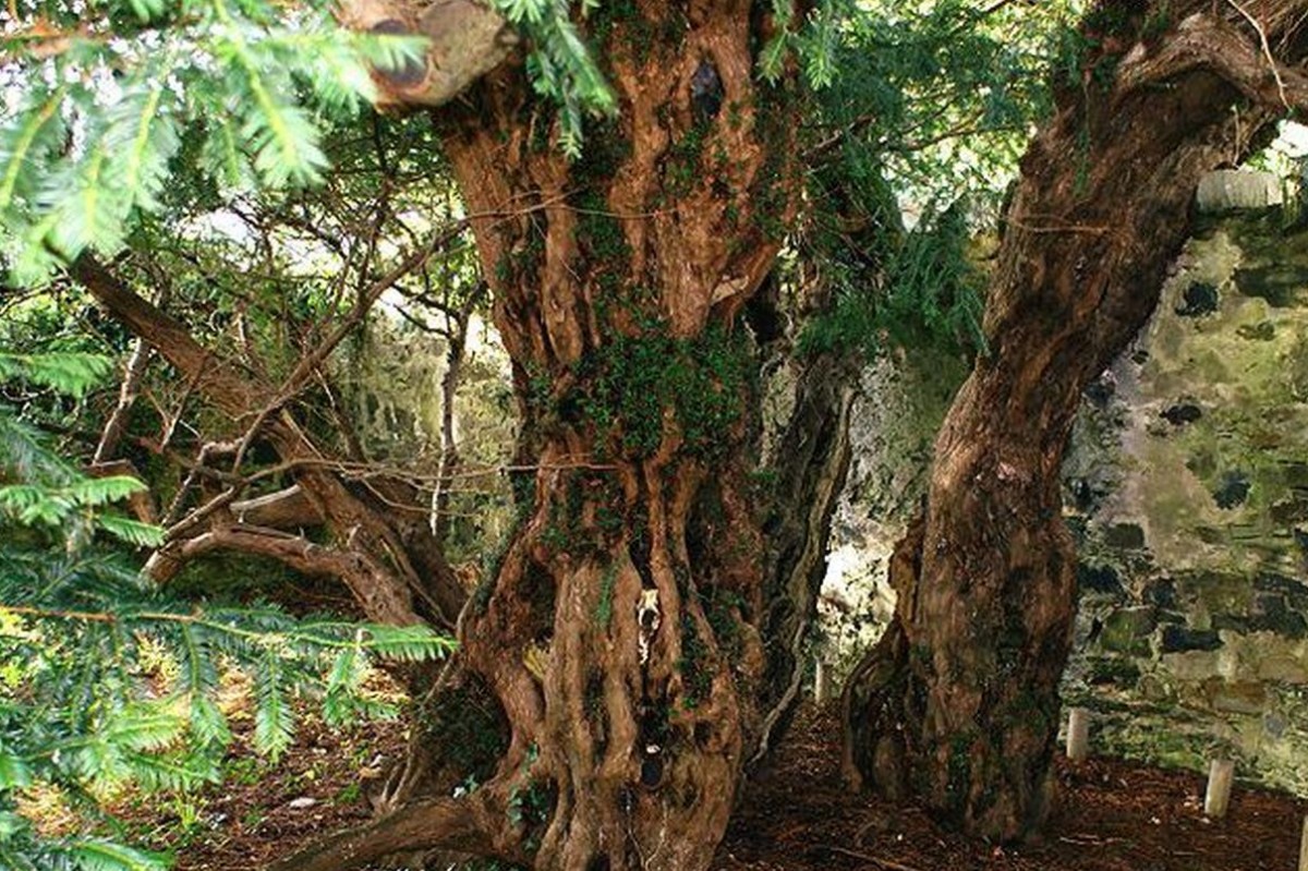 L'if de Fortingall, le plus ancien arbre d'Écosse change de sexe