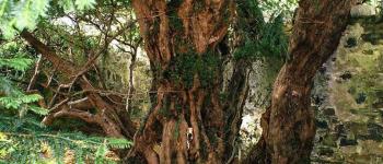 L'if de Fortingall, le plus ancien arbre d'Écosse change de sexe