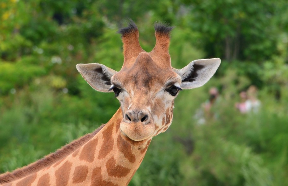 girafe un animal gay