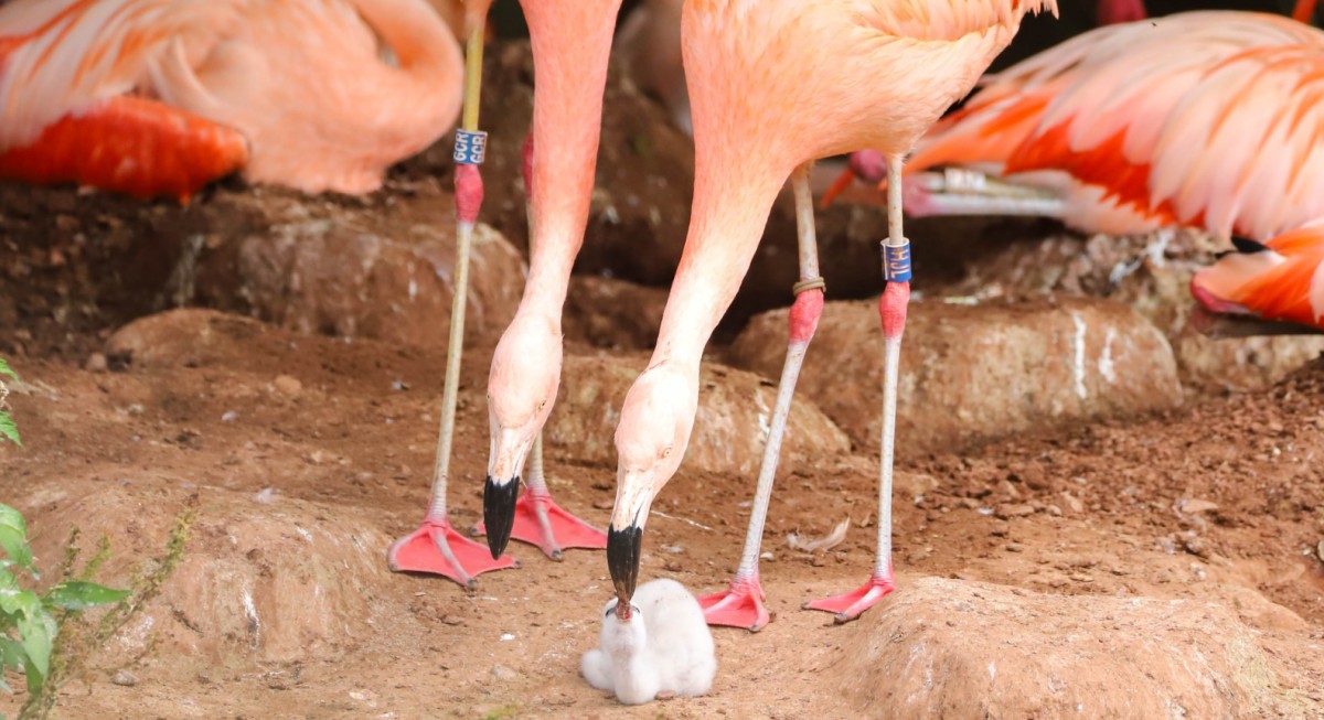 Un couple Gay de flamants rouges éclosent un oeuf abandonné